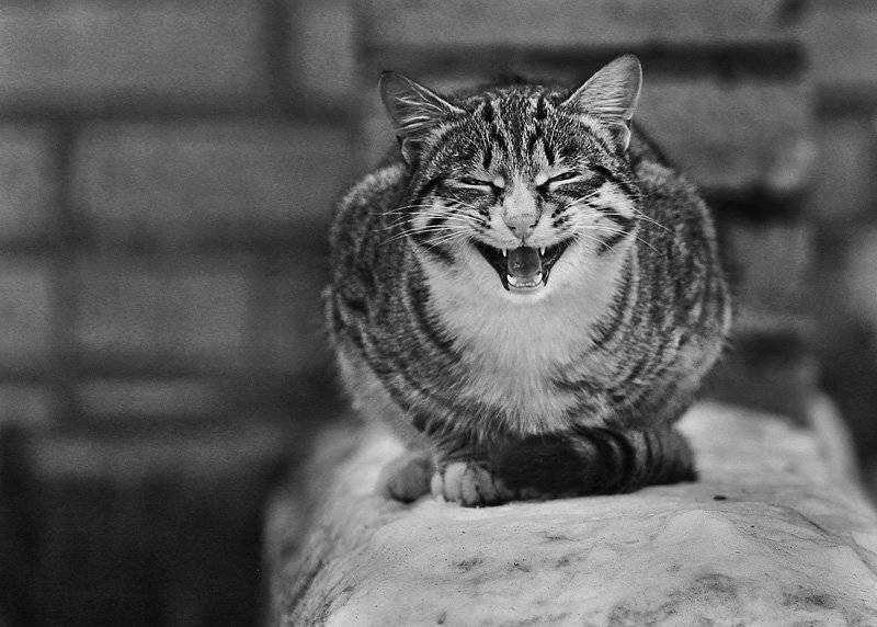 , Максим Юлдашев