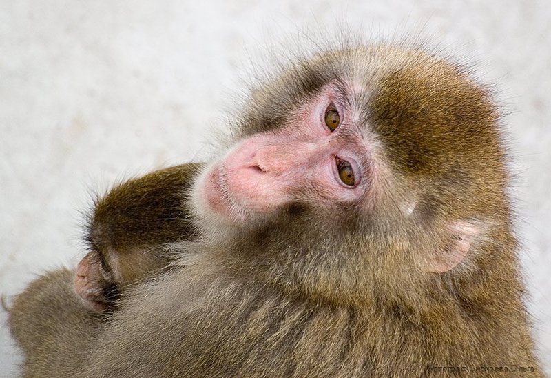 Мамаша фото превью