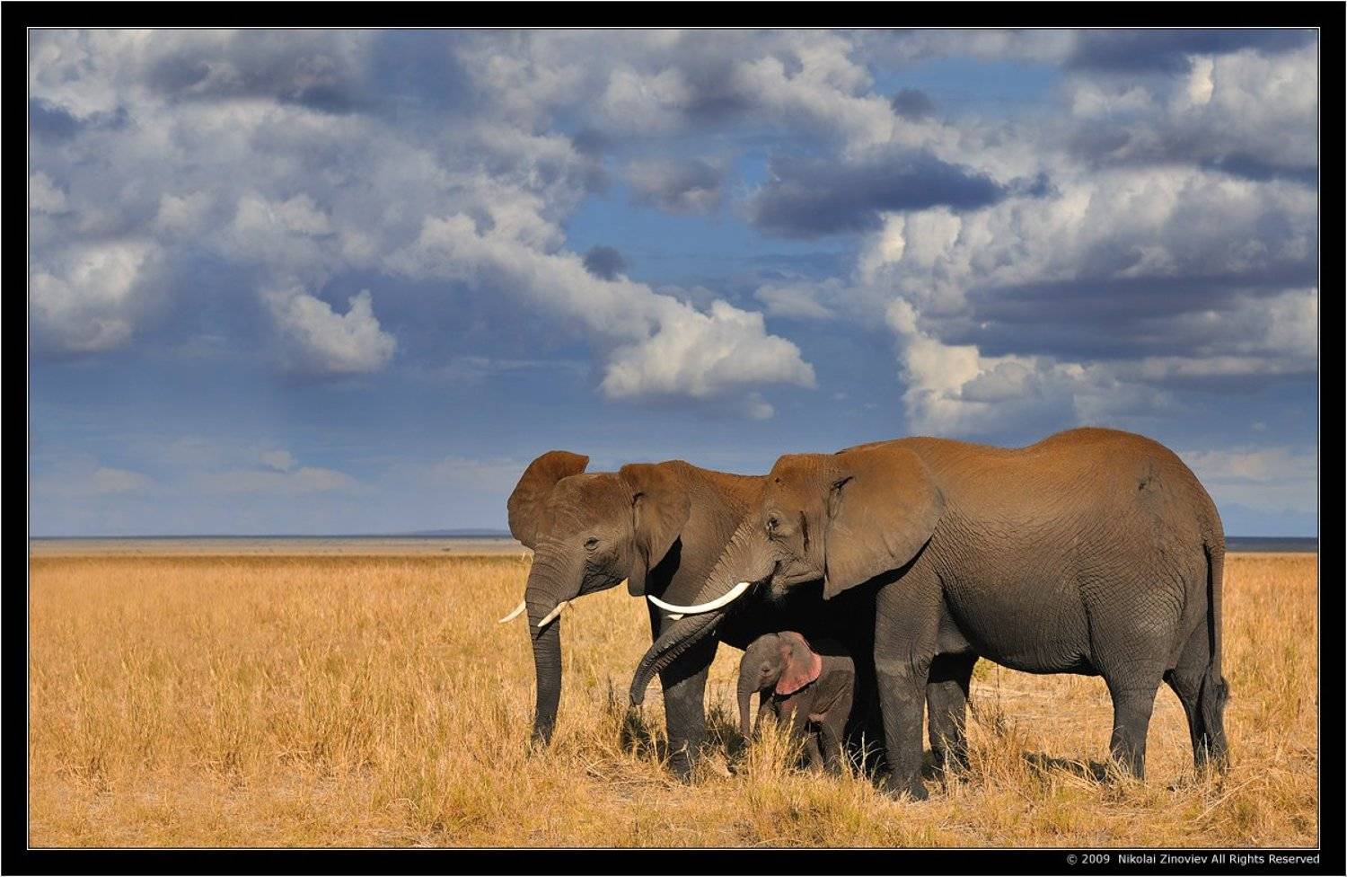 , Николай Зиновьев