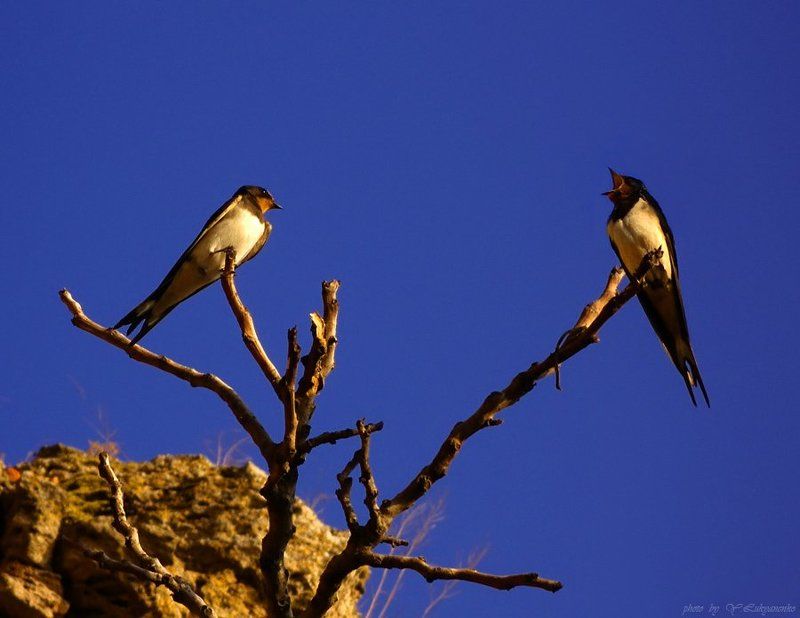 Серенада для любимой фото превью