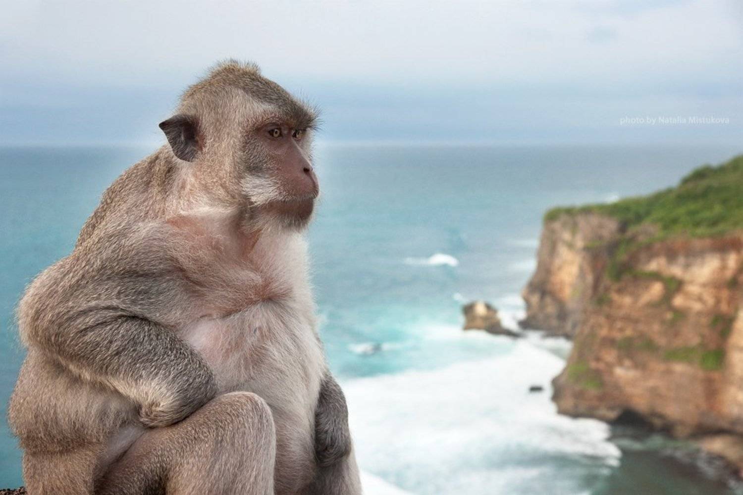 обезьяна, бали, Mistukova Natalia (Tataxa)