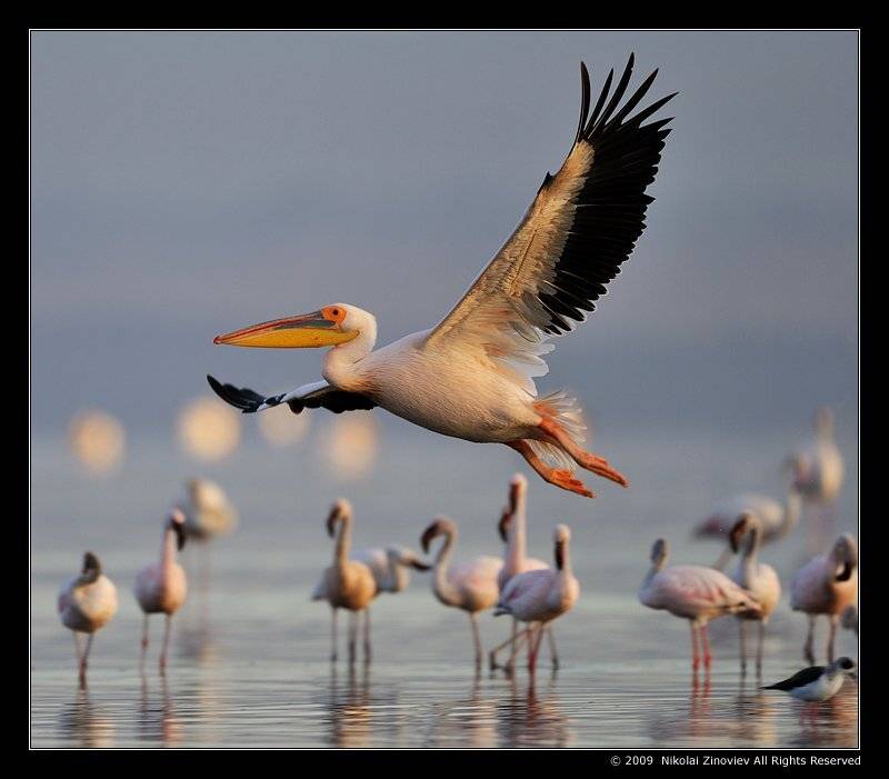 , Николай Зиновьев