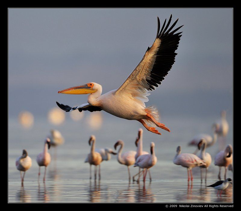Хвастун