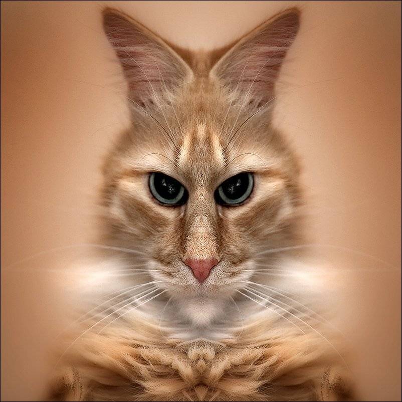 , rAdis (Дмитрий Станякин)