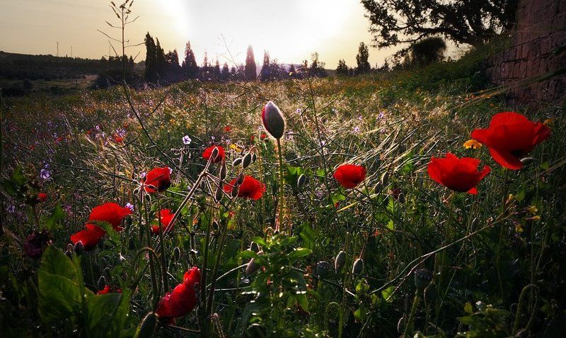 Пробуждение. фото превью