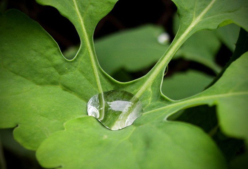 Завтрак для эльфа фото превью