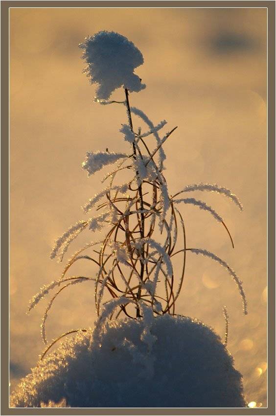 кипрей,иней,зима, Солодухин Виктор