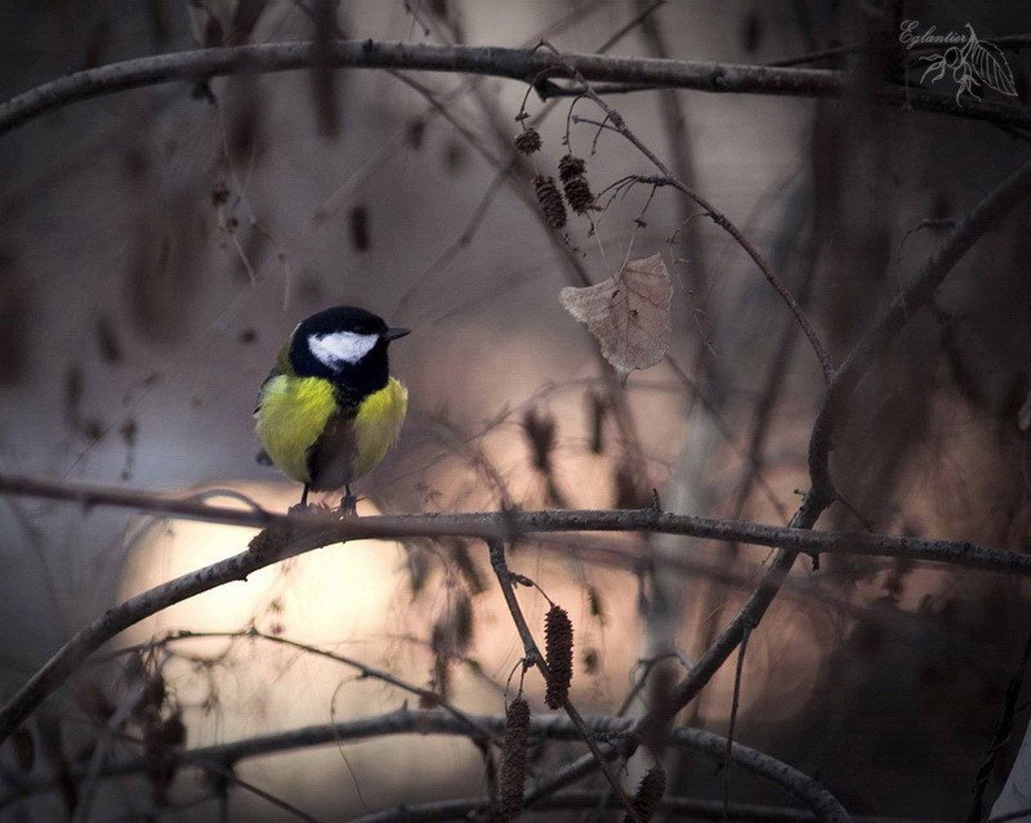 птица, синица, береза, ветка, зима, природа, Ольга Глушкова