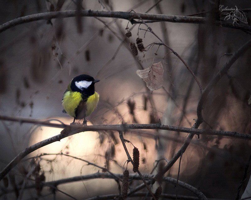 птица, синица, береза, ветка, зима, природа Птица-синица. фото превью