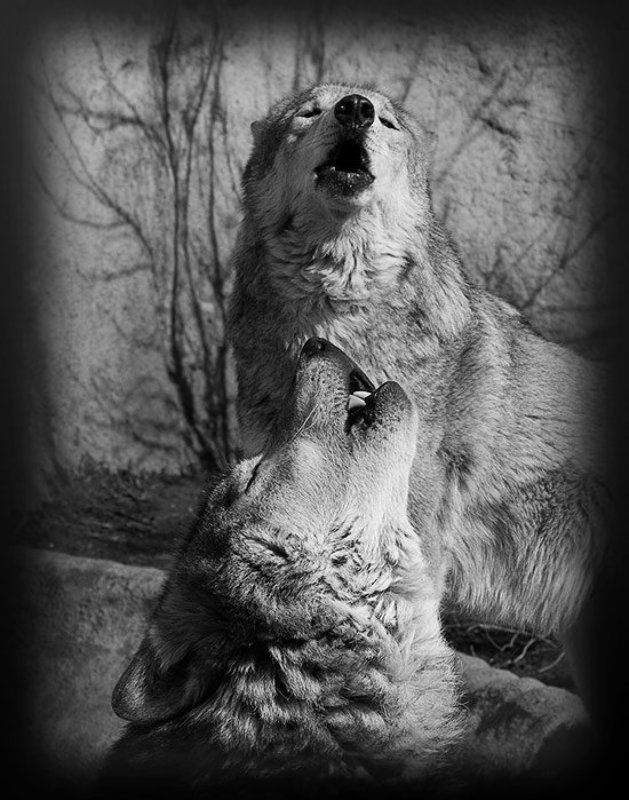 Дуэт фото превью