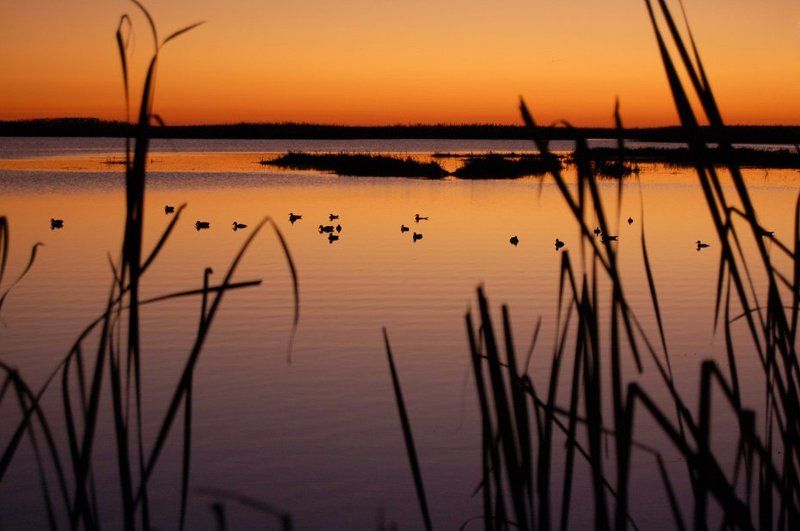 утки, вода, вечер, закат, озеро, камыш На вечерней заре фото превью