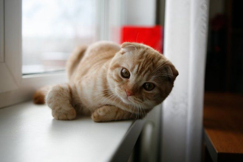 упражнение для лап) фото превью