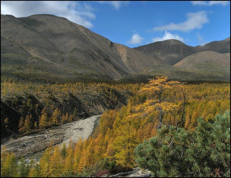 горы, лиственница, дарпирчан, ульбея Красуясь одиноко на ветру.. фото превью