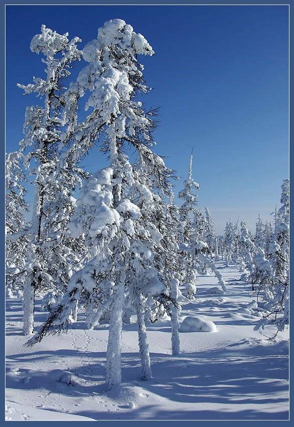 тайга,зима, Солодухин Виктор