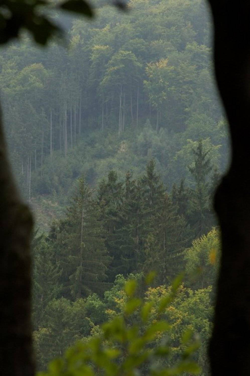 , Андрей Аркин