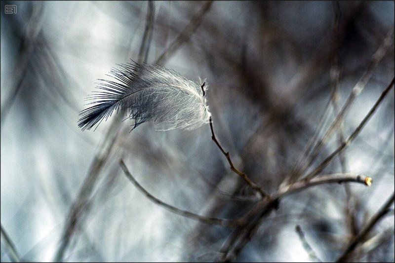 перо, пёрышко, ветви, ветки Пёрышко-2 фото превью
