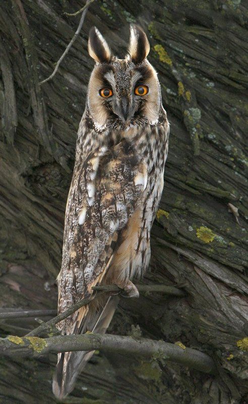 Коблевская красотка фото превью