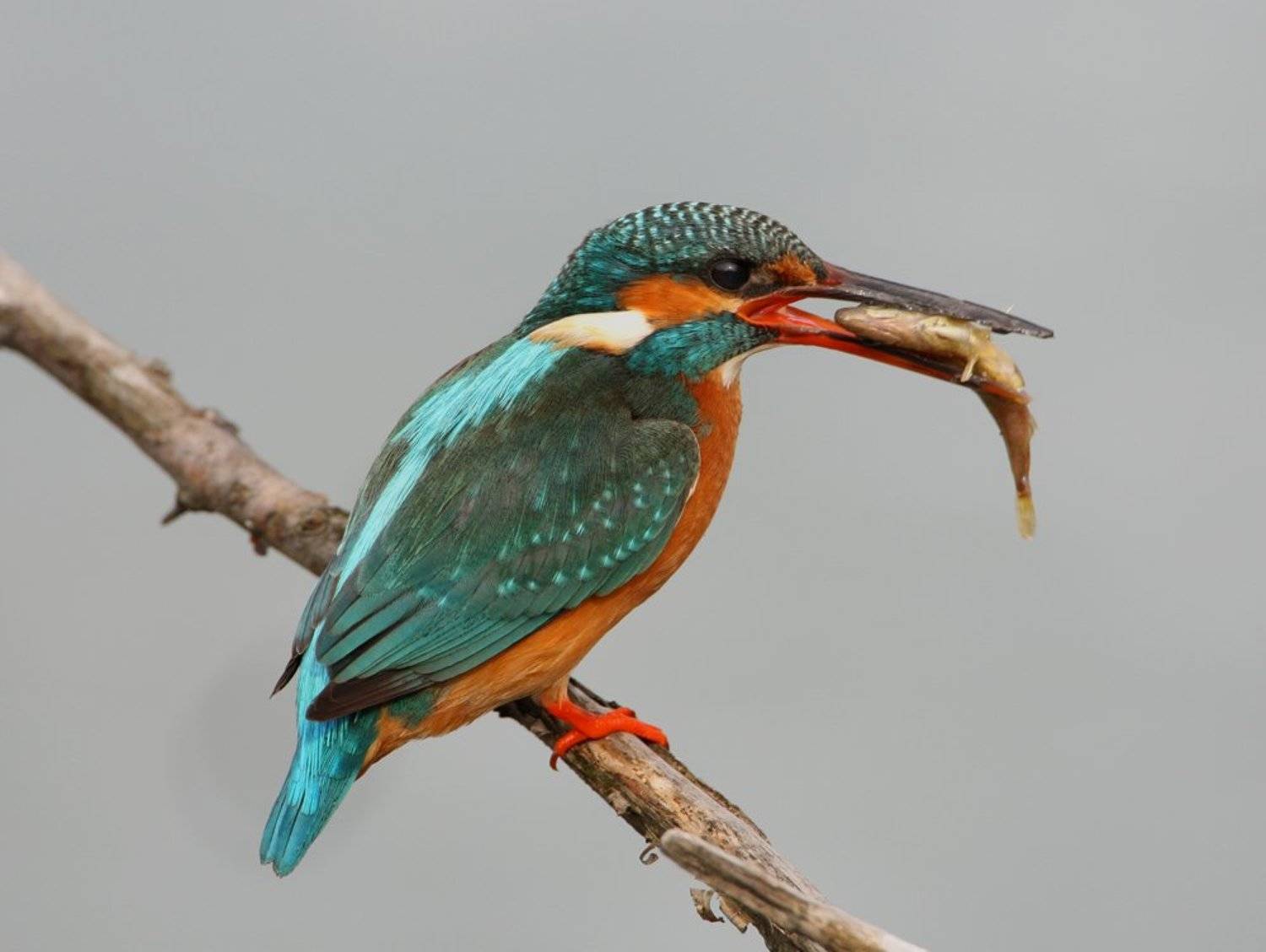 , Владимир Кучеренко