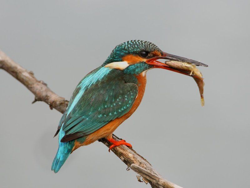 К пиву фото превью