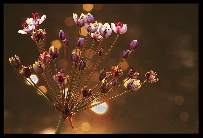 В лучах заходящего солнца фото превью