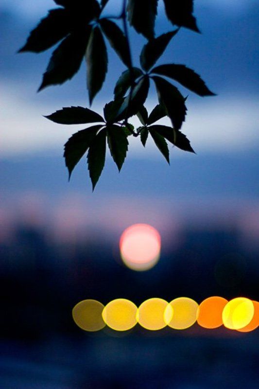 Апельсиновые фонарики. фото превью