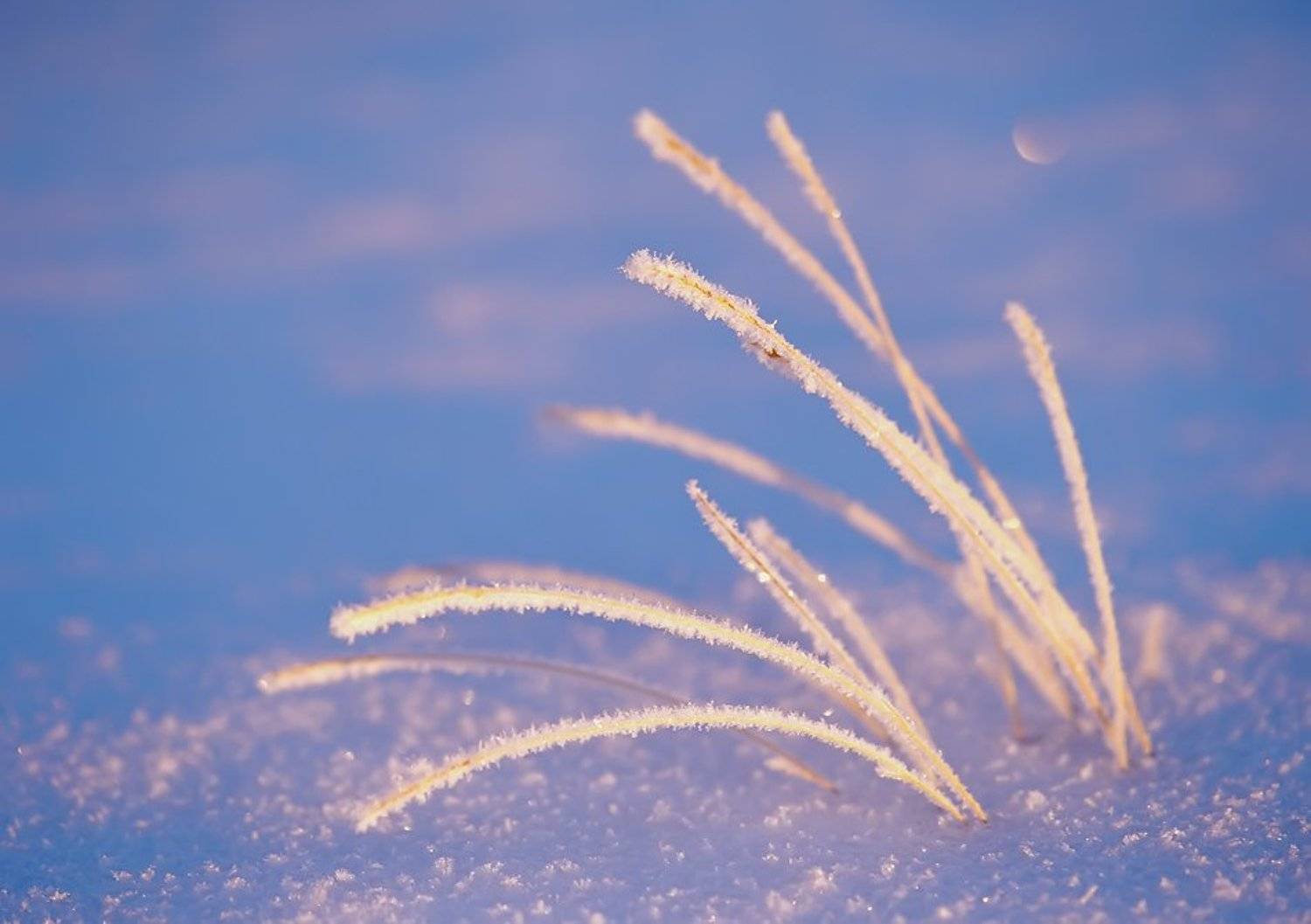 север, природа, зима, иний,, Danil Husainov