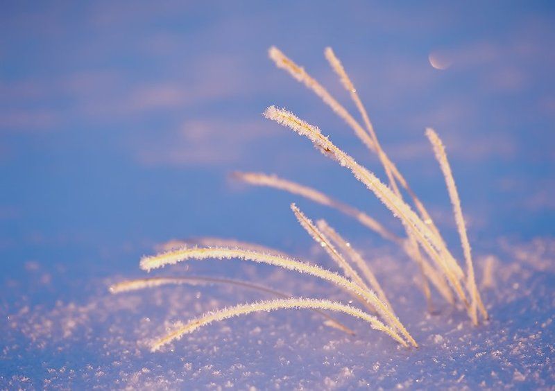 север, природа, зима, иний, травинки фото превью