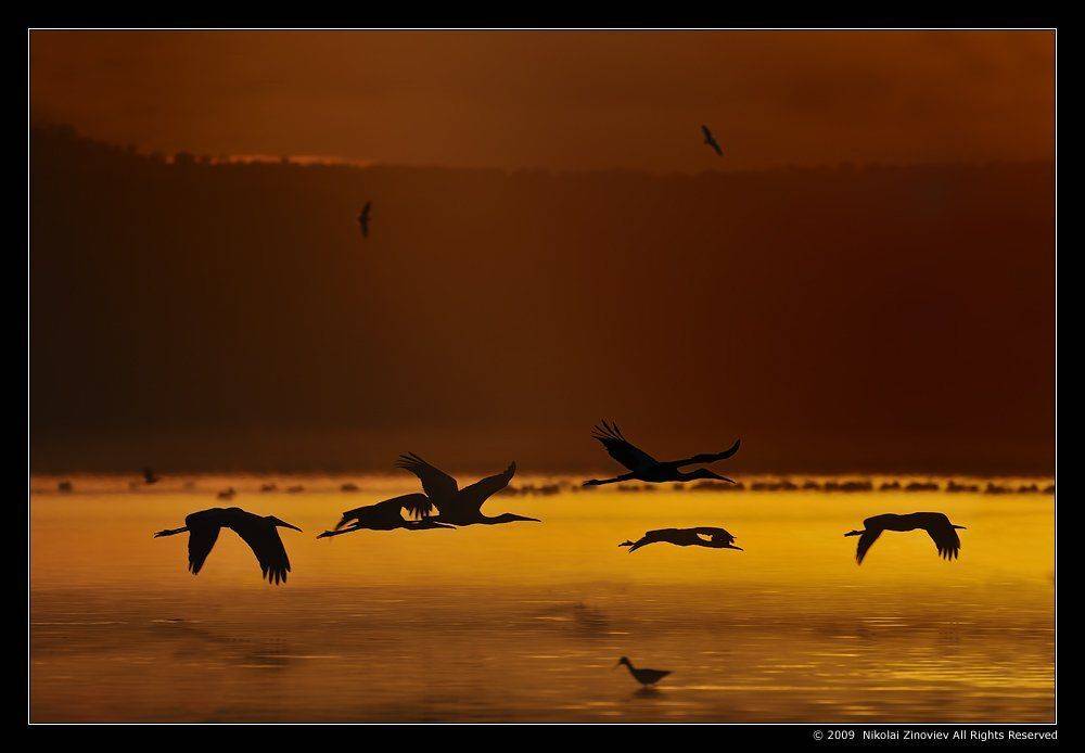 , Николай Зиновьев