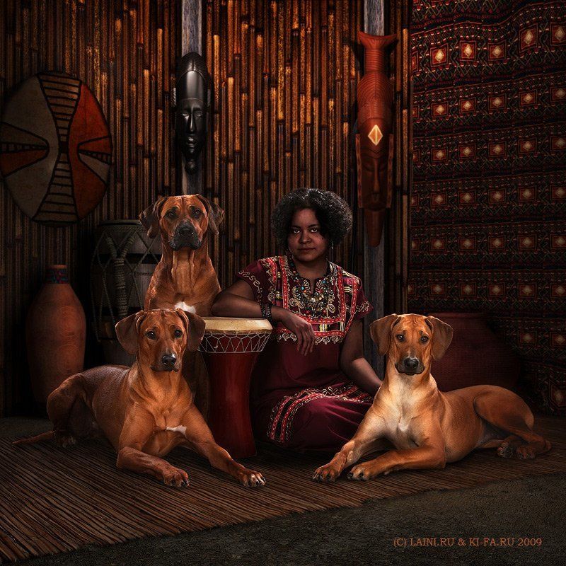 африка, риджбеки, родезия, негритянка, собаки, этнос АфроРиджбеки фото превью