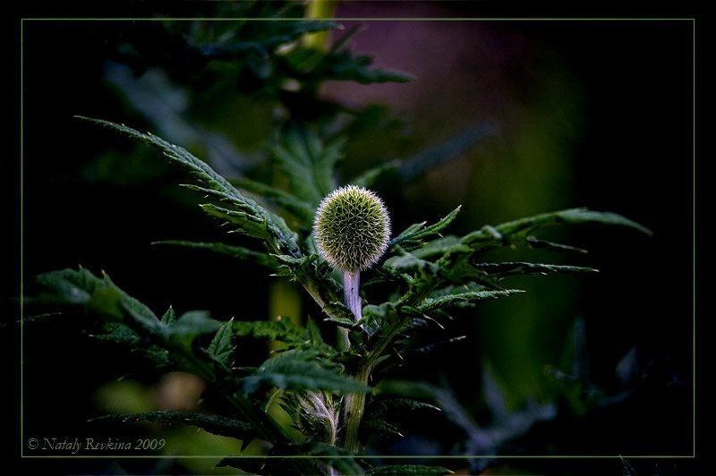 Гарпия фото превью