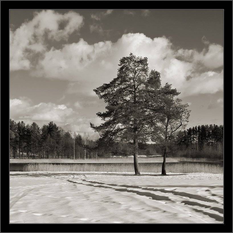 луга, толони, март, сосны, Kirill Shapovalov