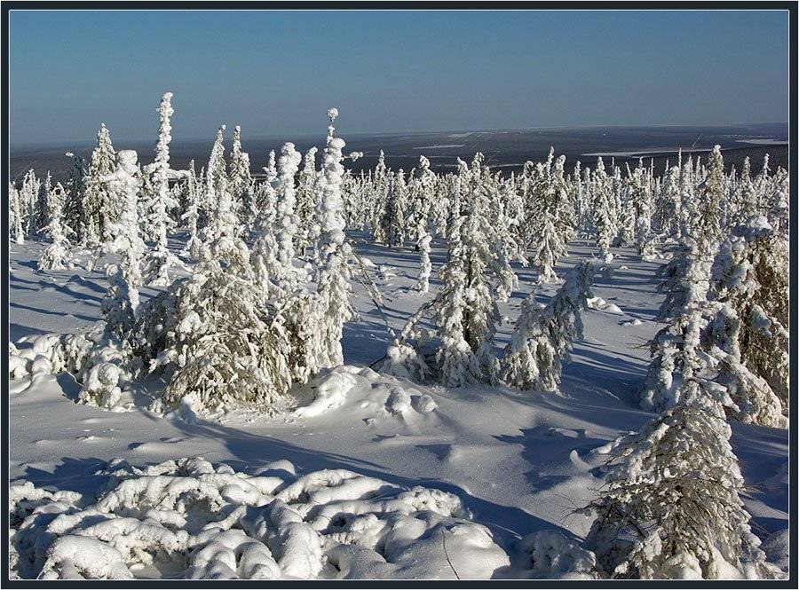 тайга,зима,якутия, Солодухин Виктор