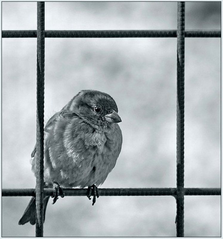 ... пообедал воробей... фото превью