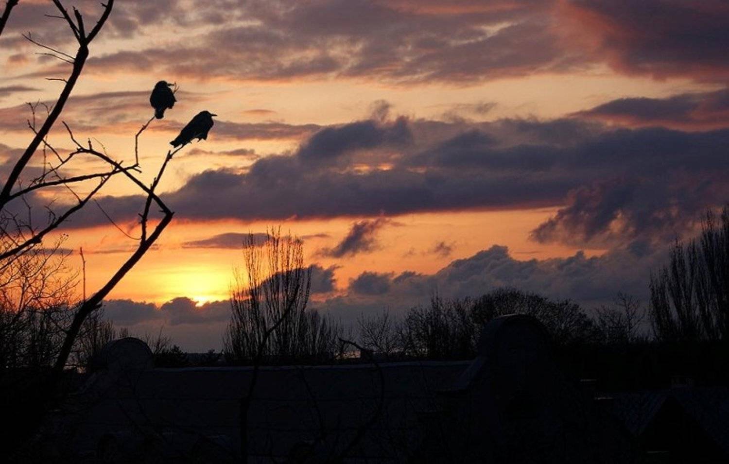 crows, Safronoff Andrew