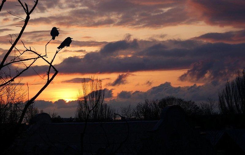 crows Crows фото превью