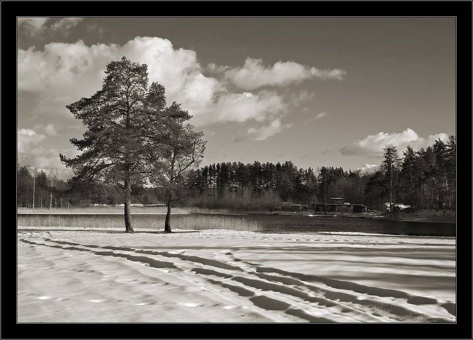 луга, толони, март, сосны, Kirill Shapovalov