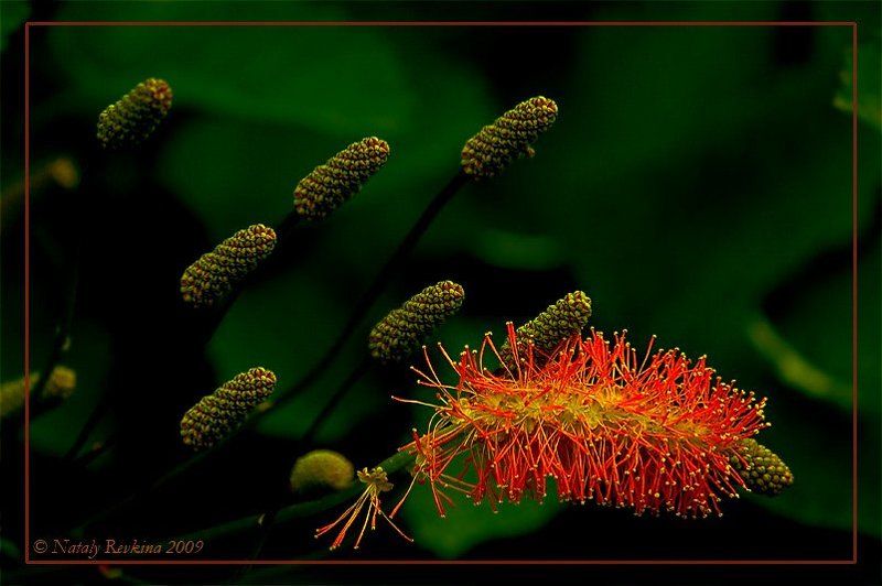 цветы,рыжая Рыжая фото превью