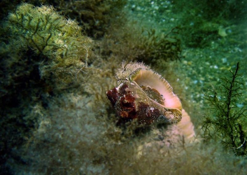 Рапан фото превью