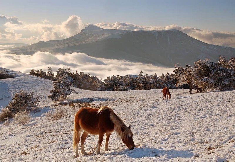 Демерджи. Тучи, кони и Чатырдаг фото превью