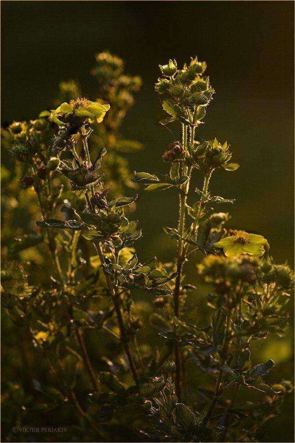 август, травы, тепло, вечер, Виктор Перякин