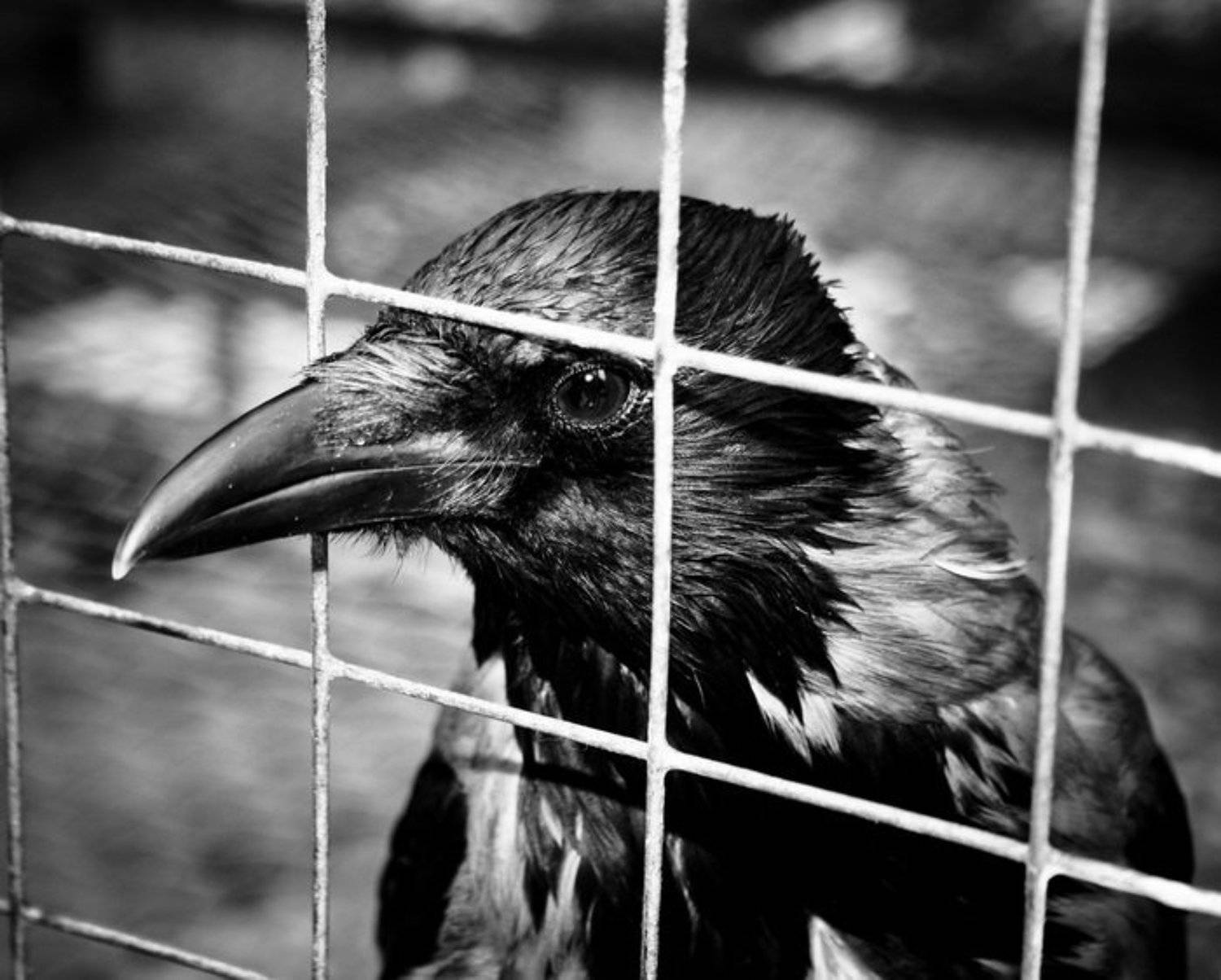 ворон, ворона, черный, клетка, решетка, Егор Кочуров