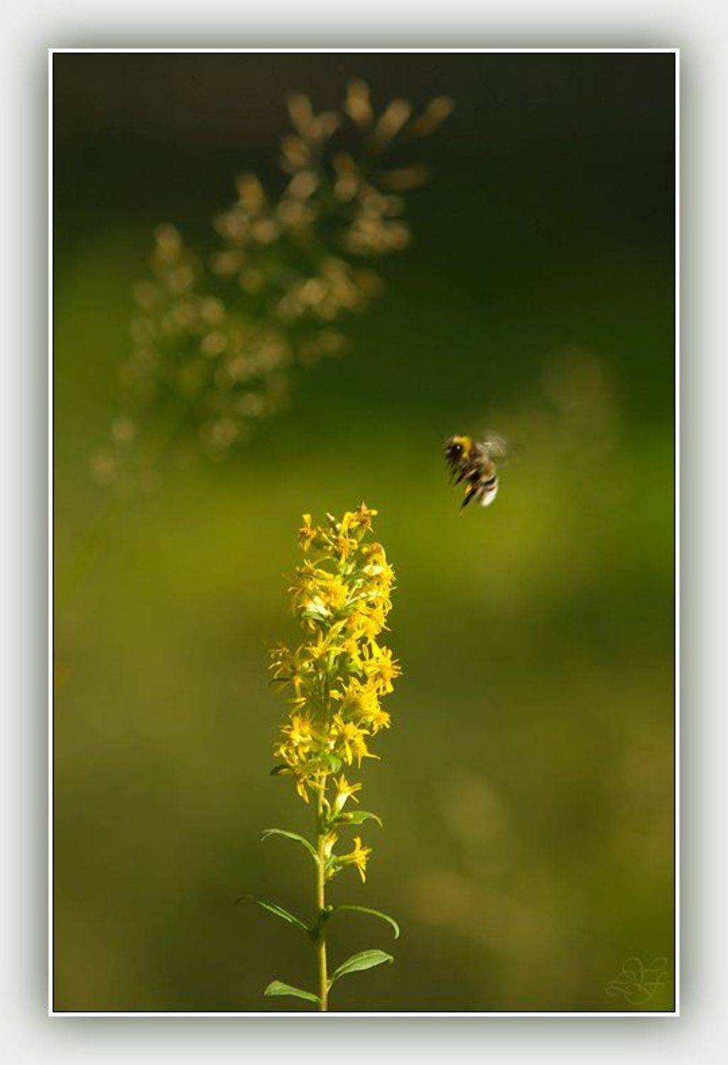 лето, аромат, лукьяненко, Юрий Лукьяненко (o4spok)