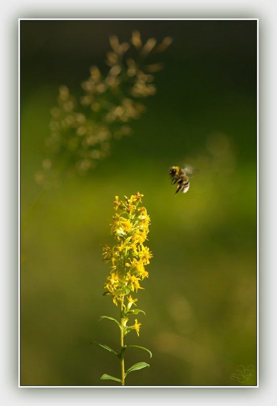 лето, аромат, лукьяненко Ароматы лета (Июль) фото превью