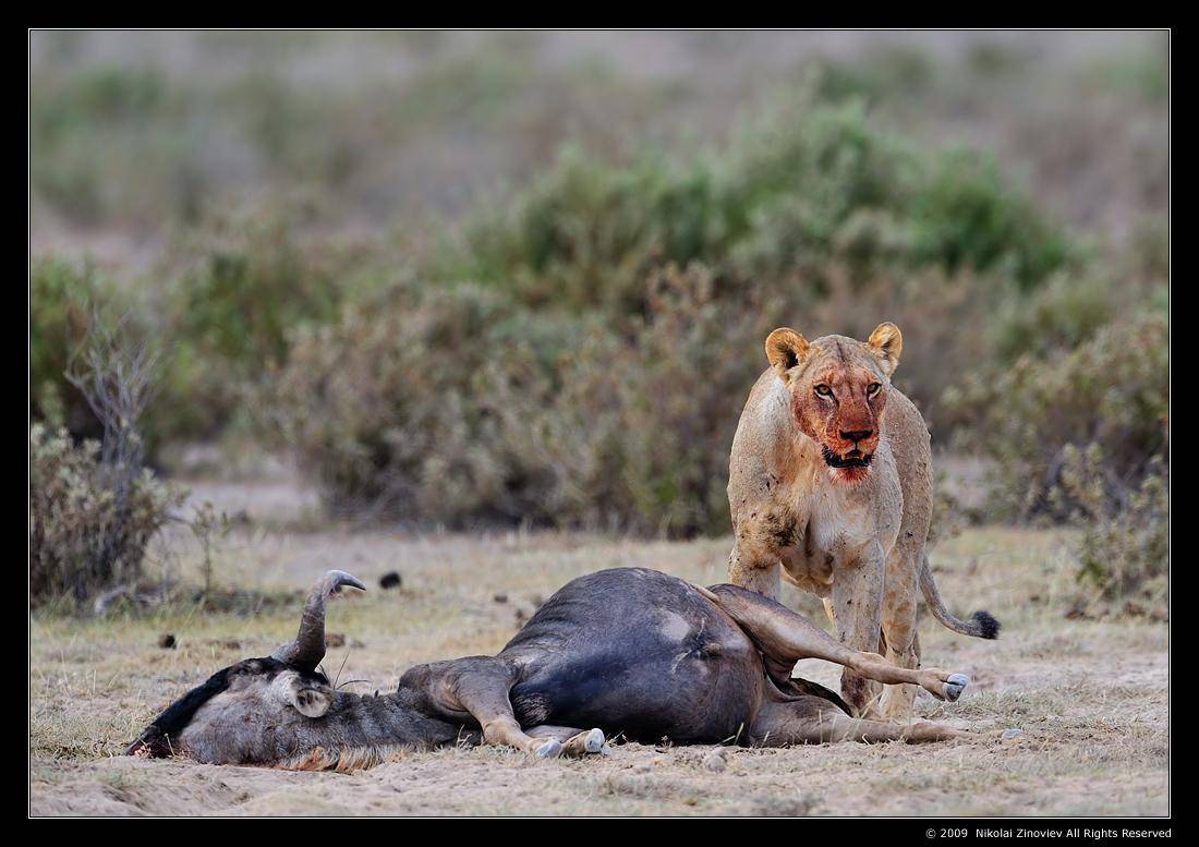 дикая природа, лев, антилопа гну, кения, африка, Николай Зиновьев