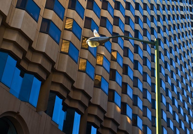 птичка  фото превью