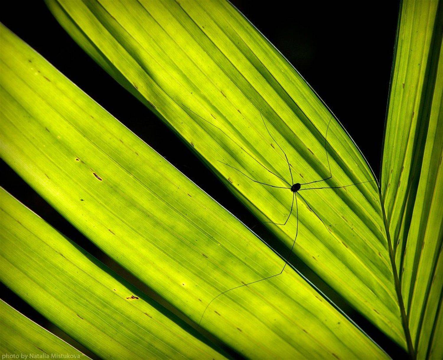 , Mistukova Natalia (Tataxa)