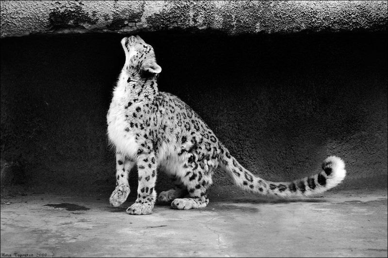 почти, домашний, кот Почти домашний кот фото превью