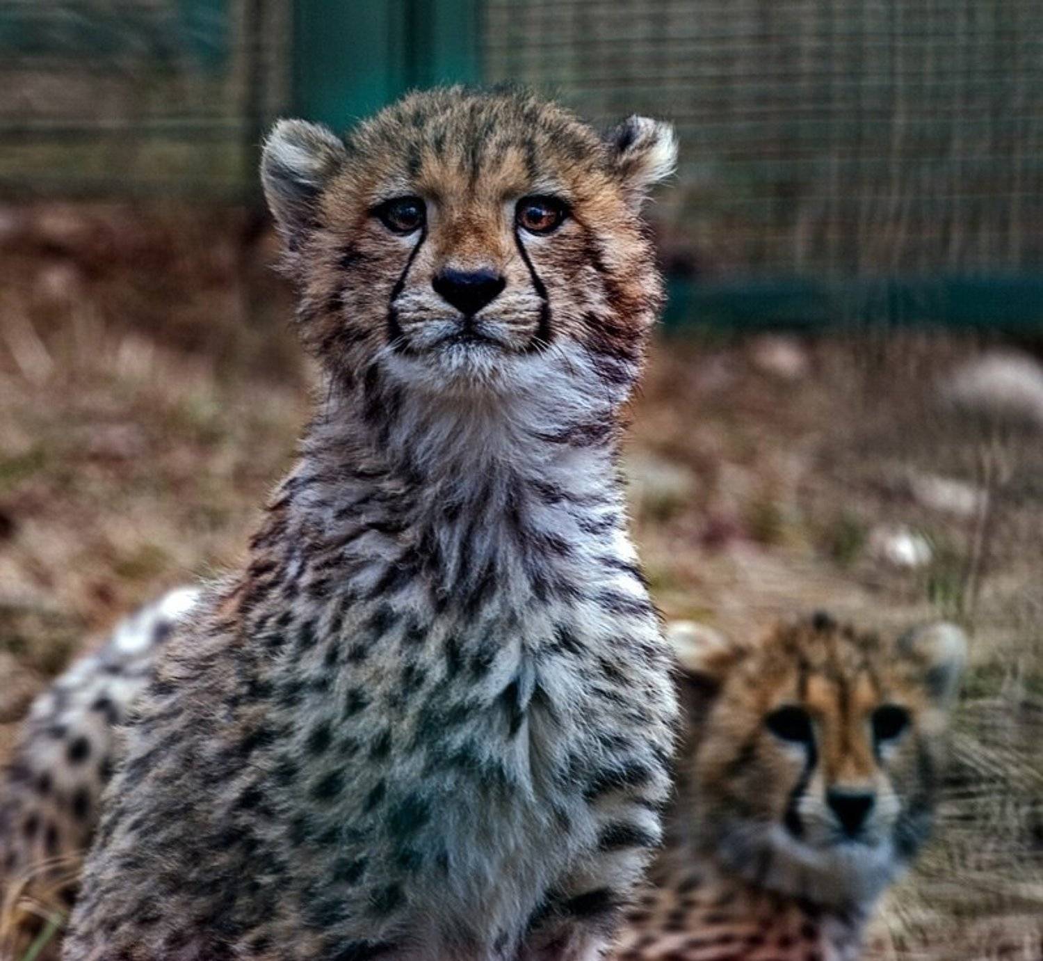 гепарды, Ольга Новикова