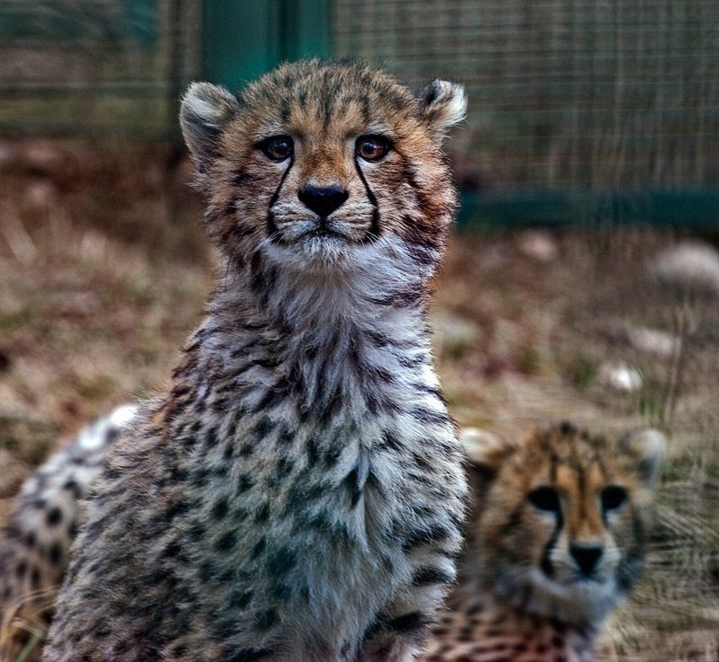 гепарды *** фото превью