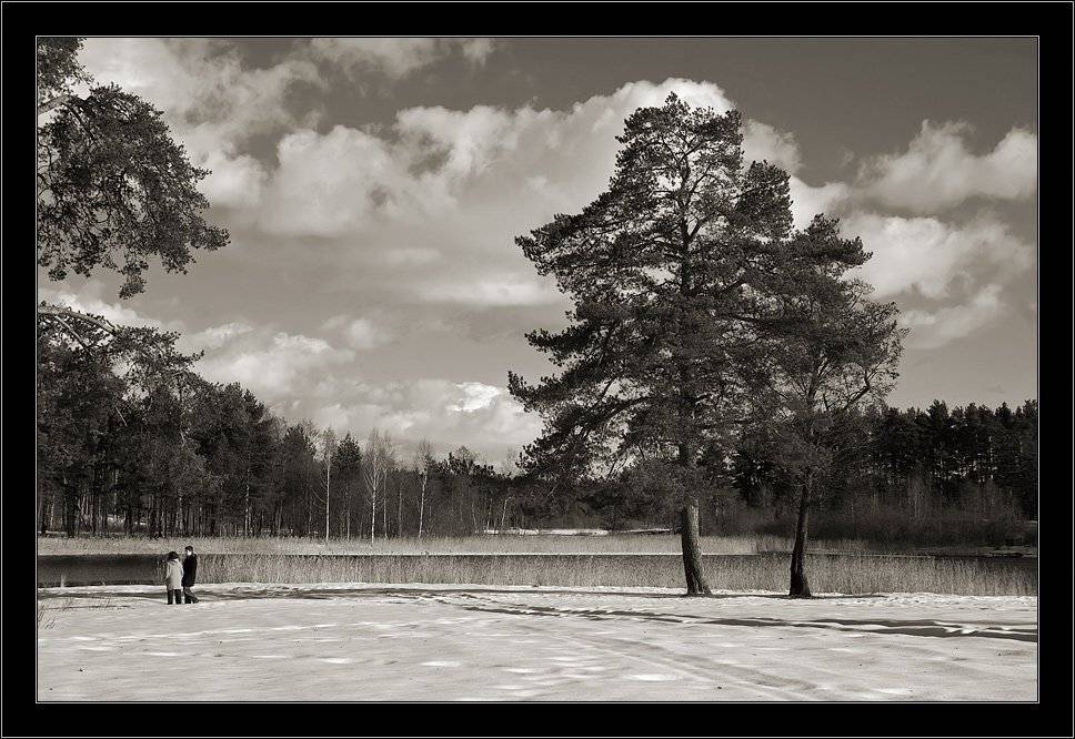 луга, толони, март, сосны, Kirill Shapovalov